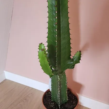 Apartman Proche Valenciennes - Cosy 80 M2 Dans Dependances Chateau *